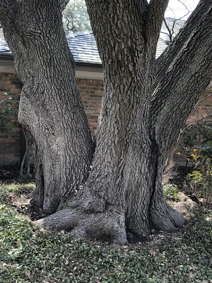 Mature heritage tree close to a Kenansville property cared for by certified arborists